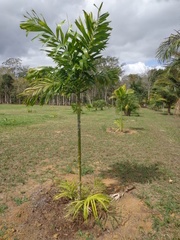 Bactris glandulosa