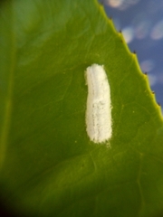 Pulvinaria camelicola