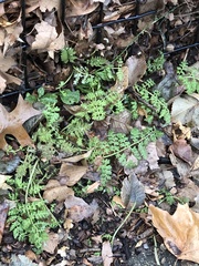 Corydalis cheilanthifolia
