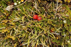 Astelia linearis