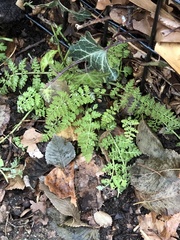 Corydalis cheilanthifolia