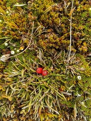 Astelia linearis