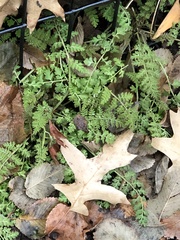 Corydalis cheilanthifolia