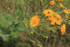 Munnozia karstenii