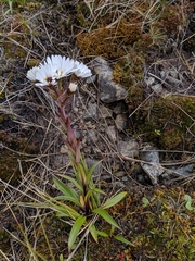 Dolichoglottis scorzoneroides