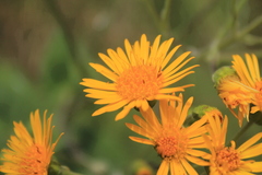 Munnozia karstenii