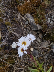 Dolichoglottis scorzoneroides