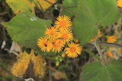 Munnozia karstenii