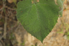 Munnozia karstenii