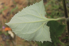 Munnozia karstenii