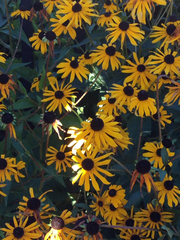 Rudbeckia hirta pulcherrima