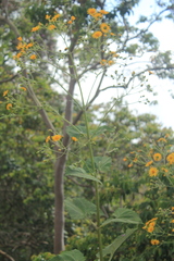 Munnozia karstenii