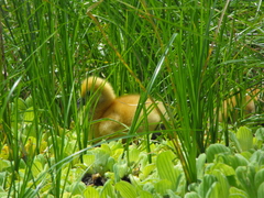 Anhima cornuta