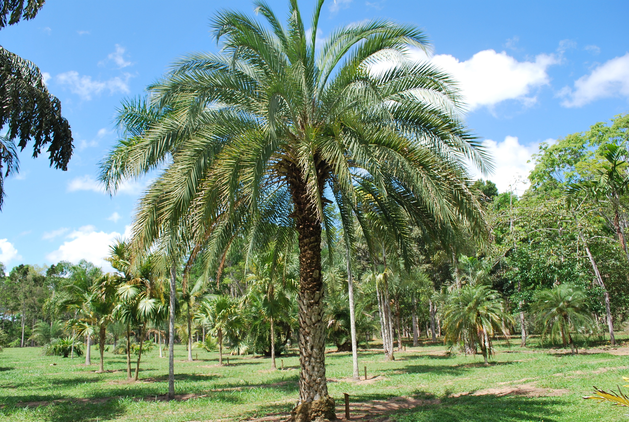 Phoenix sylvestris