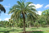Sugar Date Palm - Photo (c) Marcio Santos Ferreira, some rights reserved (CC BY-NC), uploaded by Marcio Santos Ferreira