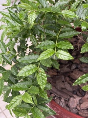 Angiospermae