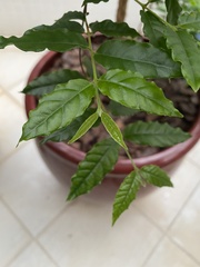 Angiospermae