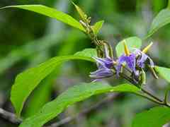 Solanum subinerme