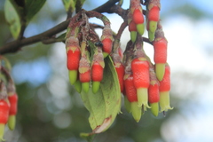 Psammisia penduliflora