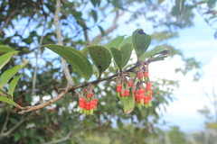 Psammisia penduliflora