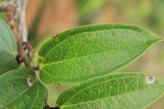 Psammisia penduliflora