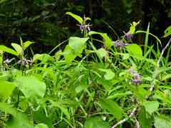 Solanum subinerme