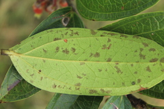 Psammisia penduliflora