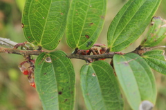 Psammisia penduliflora
