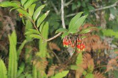 Psammisia penduliflora