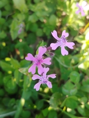 Silene aegyptiaca