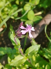 Silene aegyptiaca