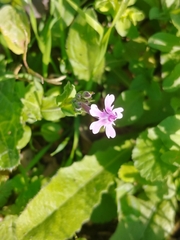 Silene aegyptiaca