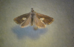 Dichrorampha simulana
