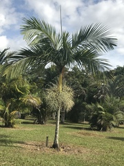 Bentinckia nicobarica