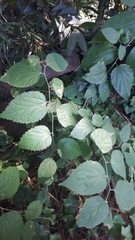 Celtis australis australis