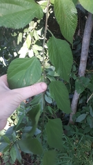 Celtis australis australis