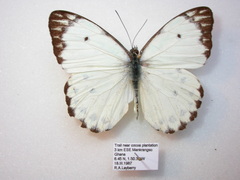 Belenois calypso calypso