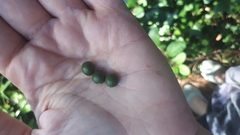 Celtis australis australis