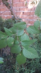 Celtis australis australis