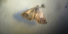 Cydia prosperana