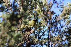 Chlorodrepanis virens wilsoni