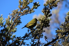 Chlorodrepanis virens wilsoni
