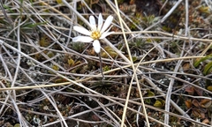 Celmisia laricifolia