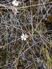 Celmisia laricifolia