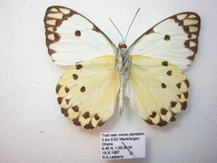 Belenois calypso calypso