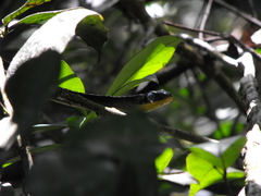 Chironius multiventris