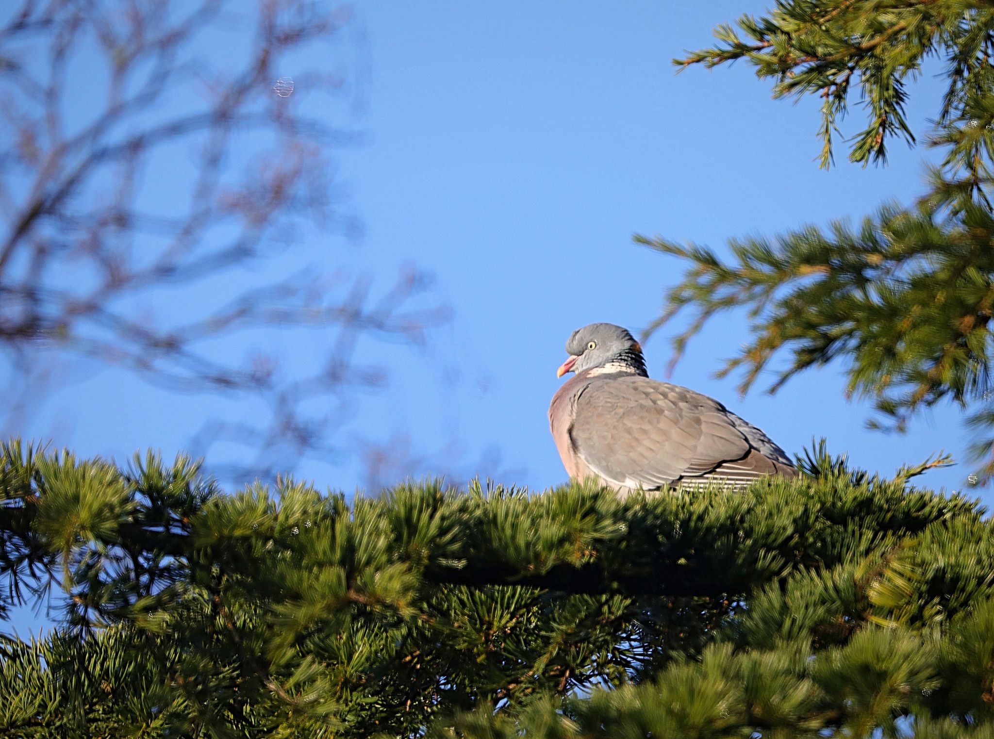 Common Wood Pigeon