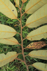 Virola macrocarpa