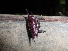 Gasteracantha mengei