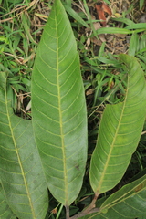 Virola macrocarpa